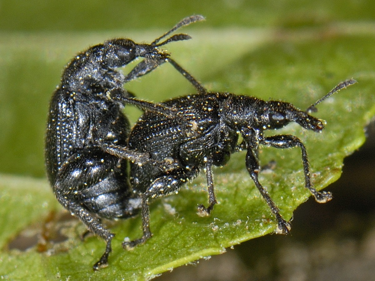 Deporaus betulae, Birch Leaf Roller